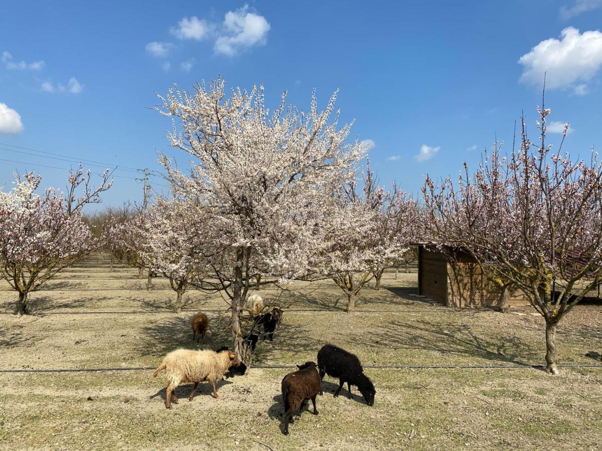 Agriturismo San Michele San Michele  Buitenkant foto
